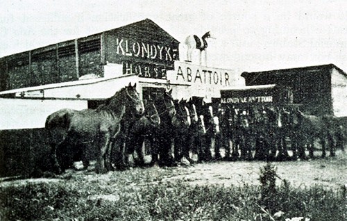 The Klondyke horse sanctuary in West Road