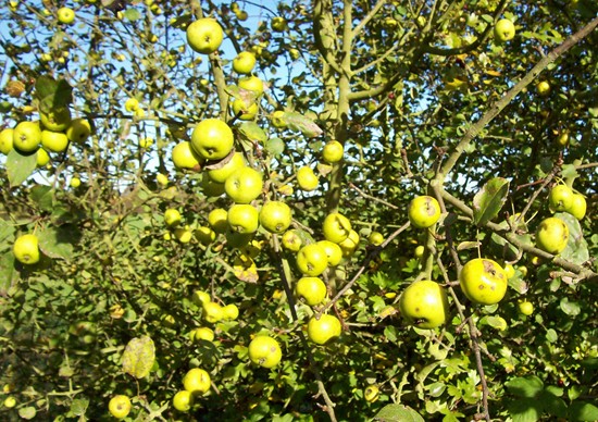 Crab apples