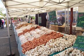 Garlic