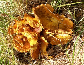 Beefsteak fungus