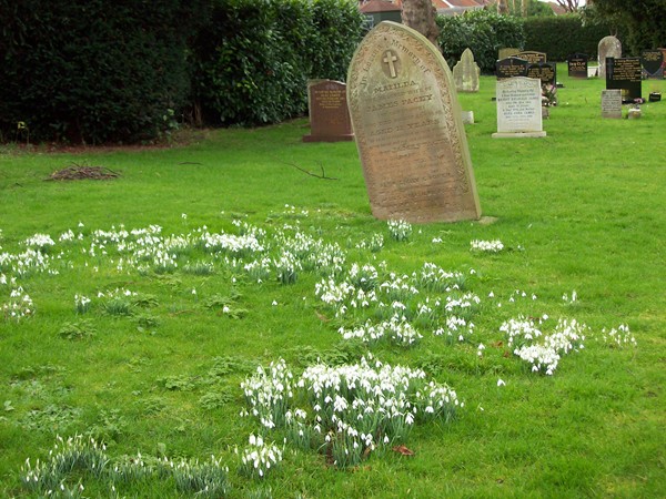 Snowdrops in the cemetery