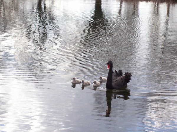 Black swan and cygnets