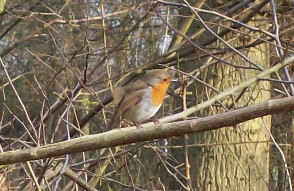 Robin in Bourne Wood