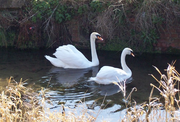 Swans on the Bourne Eau