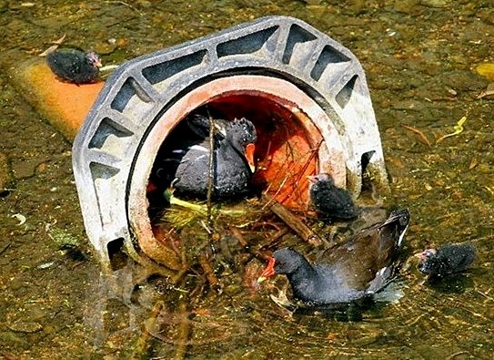 Moorhens