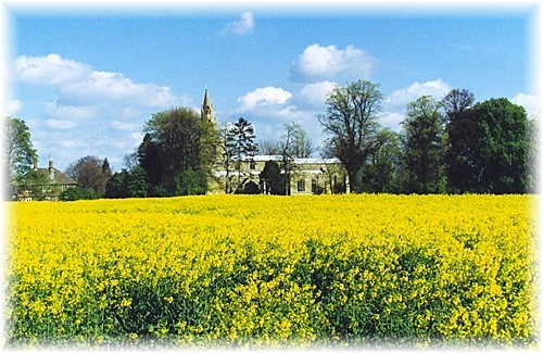 Oilseed at Thurlby