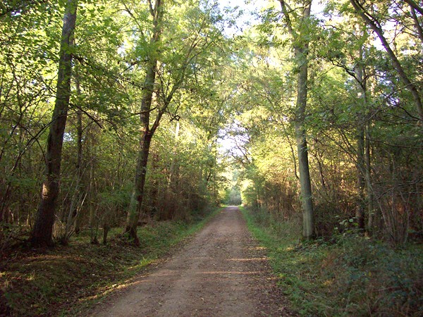 Late afternoon sunshine in Bourne Wood