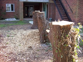 Trees felled