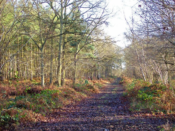 Boure Wood in winter