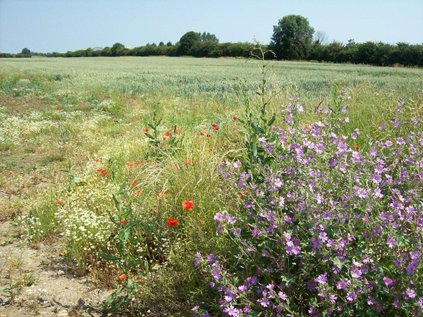 Wayside wild flowers