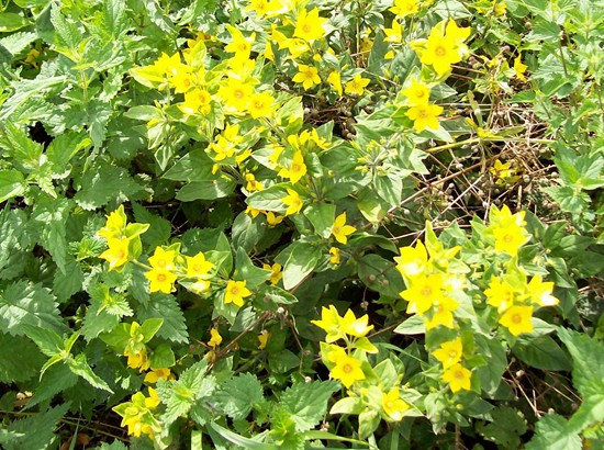 Yellow loosestrife