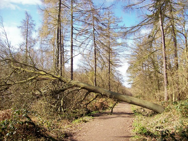 Fallen tree in Bourne Wood