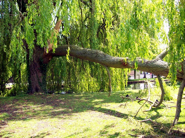 Fallen tree