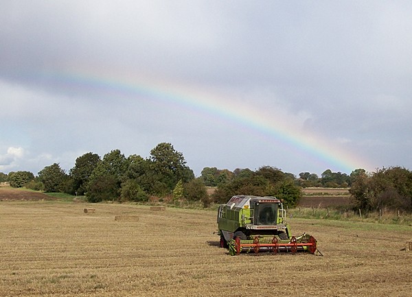 The last of the corn harvest