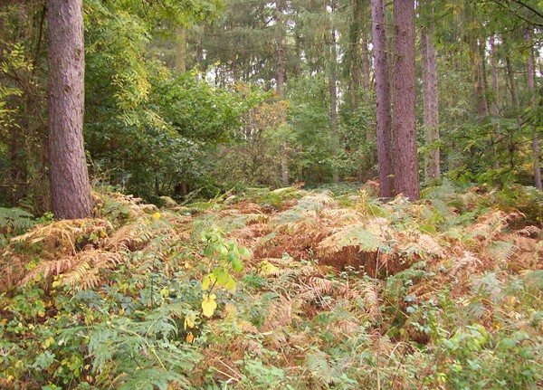 Bourne Wood in autumn
