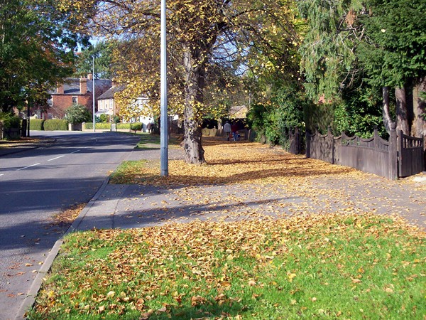 Autumn leaves in West Street