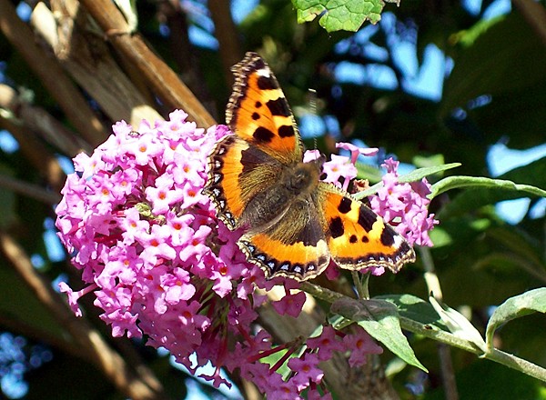 Red Admiral in the garden