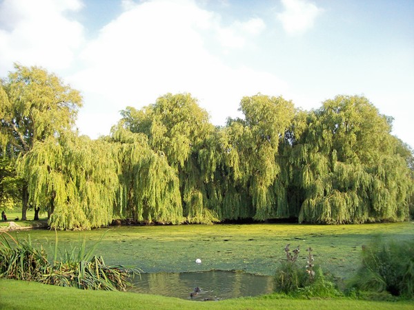 St Peter's Pool