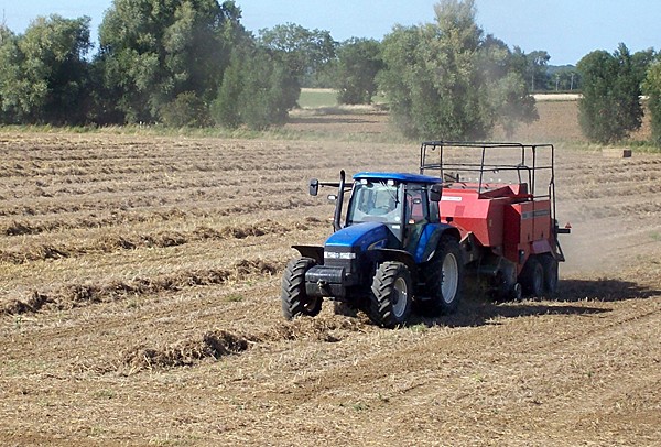 Baling pea vine