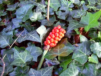 Wild arum