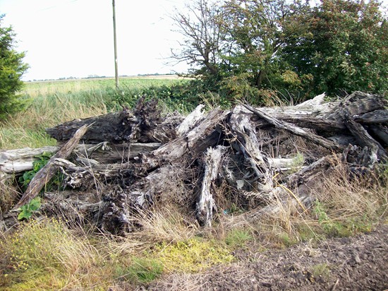 Photographed in August 2011