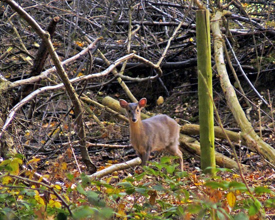 A muntjac - photographed by Geoff Bell