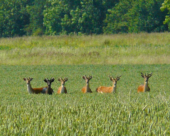 Amid the corn - photographed by Geoff Bell