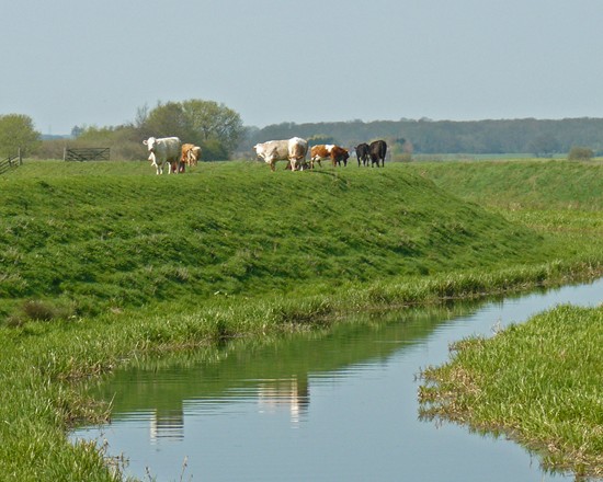 Grazing cattle