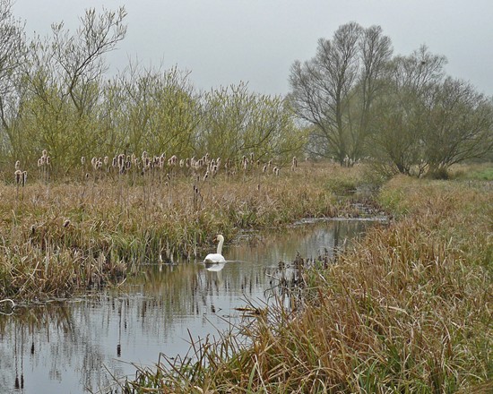 Swan amid the sedge