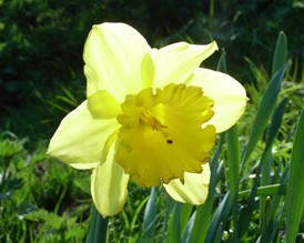 Daffodil