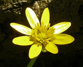 Lesser celandine