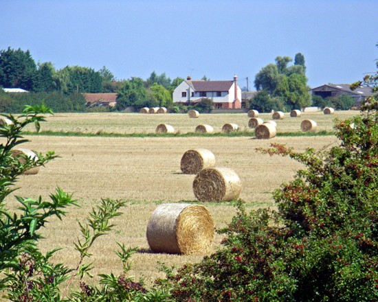 Big bales of straw