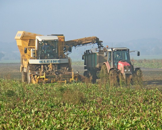 Lifting beet on a misty day