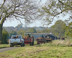 Potato convoy