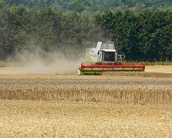 Combining wheat at Conjury Nook