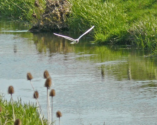 River patrol