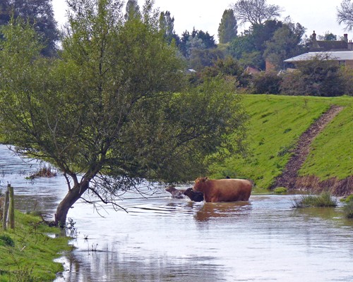 Seeking pastures new