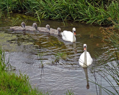 A family outing