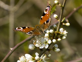 Peacock butterfly