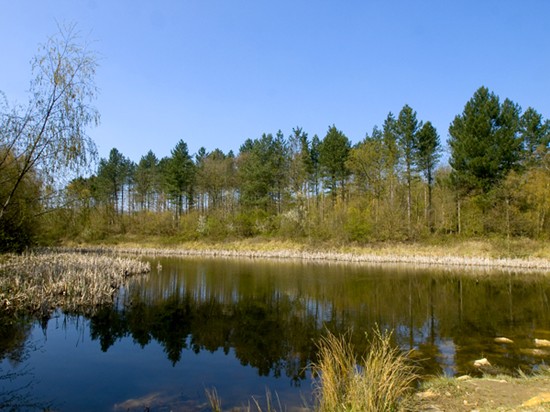 The woodland lake