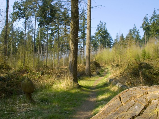 Mushroom Walk