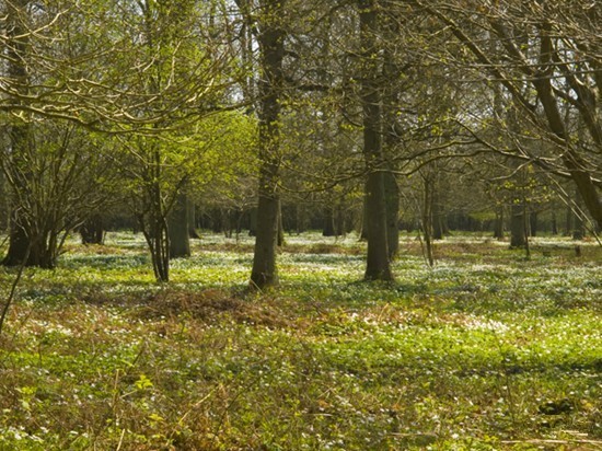 Woodland glade