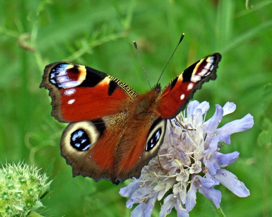 Peacock butterfly