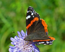 Red Admiral butterfly