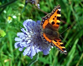 Small tortoishell butterfly