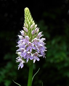 Common spotted orchid