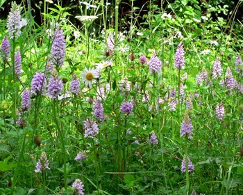 Wild flowers in abundance