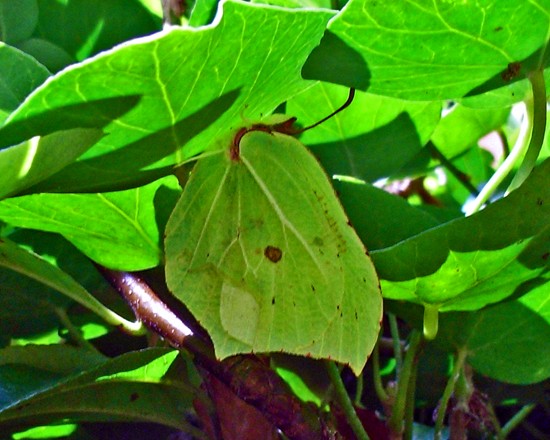 Brimstone butterfly mimics ivy leaves