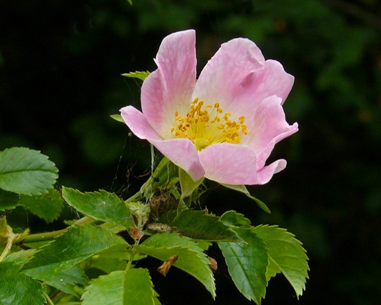 Wild rose