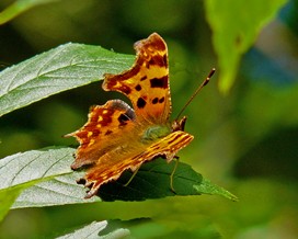 Comma butterfly